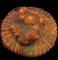 Echinophyllia sp. (Rare Color) (L) pb 310