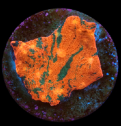 Echinophyllia spp. (Master Grade) (frag)