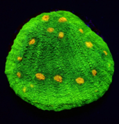 Echinophyllia spp. (Space Invader)