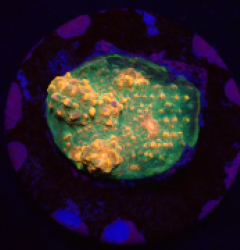Echinophyllia sp. (Special Colored) (DJM frag) o 152