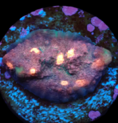 Echinophyllia sp. (Special Colored) (DJM frag) pb 019
