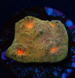 Echinophyllia sp. (Special Colored) (DJM frag) pb 265