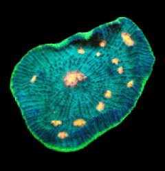 Echinophyllia sp. (Special Colored) (M) pb 367