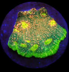 Echinophyllia sp, (Watermelon) (DJM Cultured) o 053