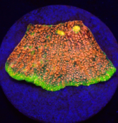 Echinophyllia sp. (Watermelon) (DJM Cultured) pb 365