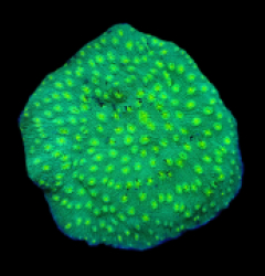 Echinopora sp. (Hollywood Stunner) (DJM Grown) o 274