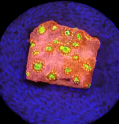 Echinopora taylorae (Yellow Eye) (DJM frag) (Rare) o 067