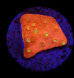 Echinopora taylorae (Yellow Eye) (DJM frag) (Rare) o 097