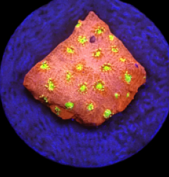 Echinopora taylorae (Yellow Eye) (DJM frag) (Rare) o 194