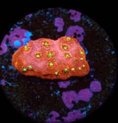 Echinopora taylorae (Yellow Eye) (DJM frag) (Rare) pb 110