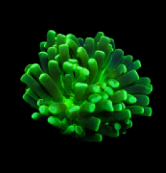 Euphyllia cristata (Green) (Ultra) (1 hd.)