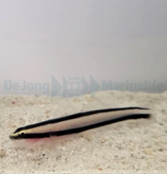 Elacatinus prochilos