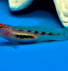 Elacatinus puncticulatus