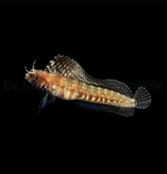 Emblemaria pandionis