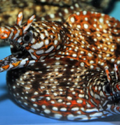 Enchelycore pardalis