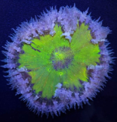 Epicystis crucifer (Premium)