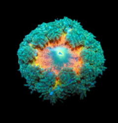 Epicystis crucifer (Ultra) a 049