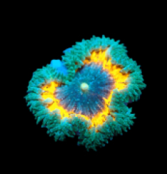 Epicystis crucifer (Ultra) a 105