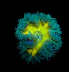 Epicystis crucifer (Ultra) a 144