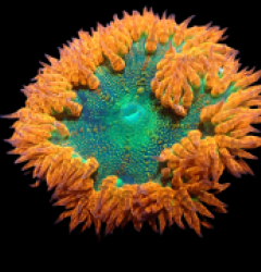 Epicystis crucifer (Ultra) a 168