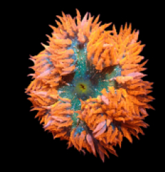 Epicystis crucifer (Ultra) a 199