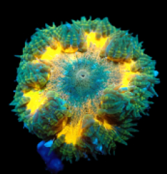 Epicystis crucifer (Ultra) a 278