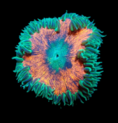 Epicystis crucifer (Ultra) a 295