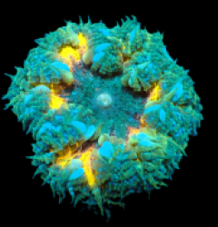 Epicystis crucifer (Ultra) a 323