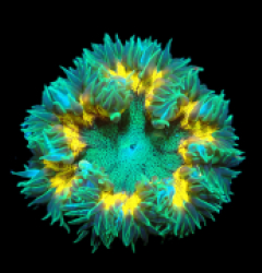 Epicystis crucifer (Ultra) a 418