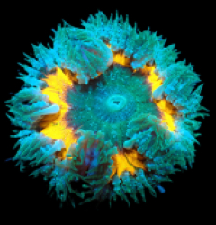 Epicystis crucifer (Ultra) a 422