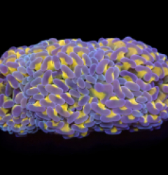 Euphyllia ancora (24k) (L) o 056