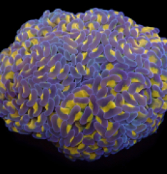 Euphyllia ancora (24k) (XL) o 160