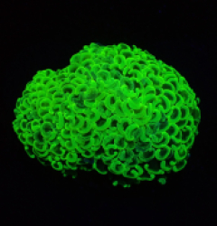 Euphyllia ancora (Bright Green) (L) o 115