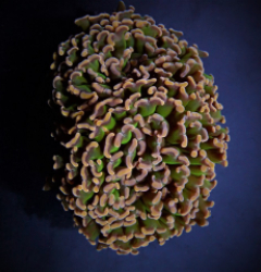 Euphyllia ancora (Tricolor)