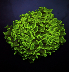 Euphyllia ancora (Green) (Premium)