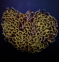 Euphyllia ancora (Orange-Yellow)