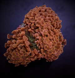 Euphyllia ancora (Orange-Yellow) (Premium)