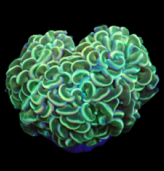 Euphyllia ancora (Special Colored) (L) o 277