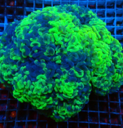 Euphyllia ancora (Two Tone) (XXXL) lps 323