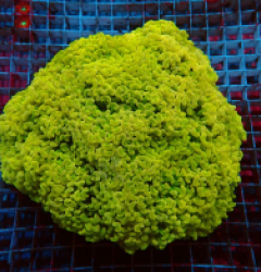 Euphyllia ancora (Yellow-Gold) (Jumbo) lps 364