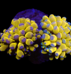 Euphyllia cristata (24k Solid Bar) (S) o 150