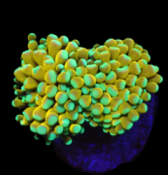 Euphyllia cristata (24k Solid Bar) (S) o 189