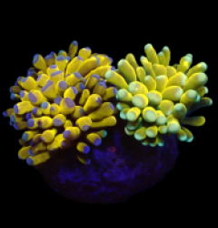 Euphyllia cristata (24k Solid Bar) (S) o 381