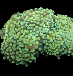 Euphyllia cristata (Gold) (L) o 168