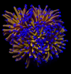 Euphyllia cristata (Gold Torch)