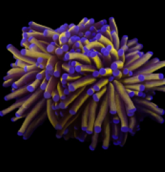 Euphyllia cristata (Gold Torch) (M) o 205