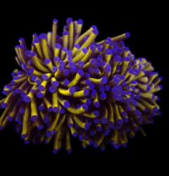 Euphyllia cristata (Gold Torch) (M) o 423