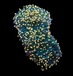 Euphyllia cristata (Greenish) (Orange Tip)