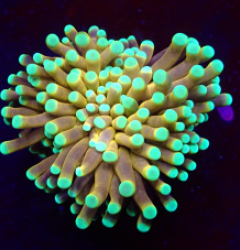 Euphyllia cristata (NYknicks)