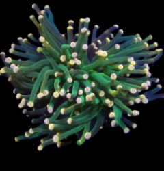 Euphyllia glabrescens (Aquaman) (1h) o 031
